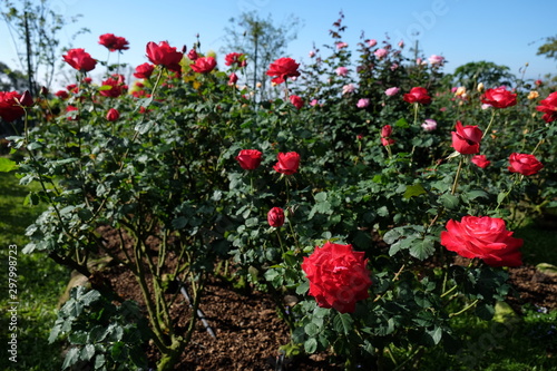 fresh red roses flower blossoming in the garden