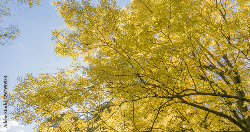 Fototapeta Naklejka Na Ścianę i Meble -  jesienne liście