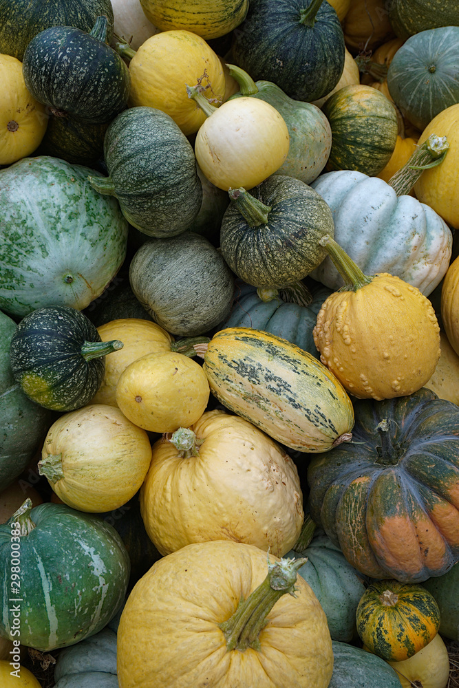 Pile of pumpkins with different colors and shapes at harvest time.