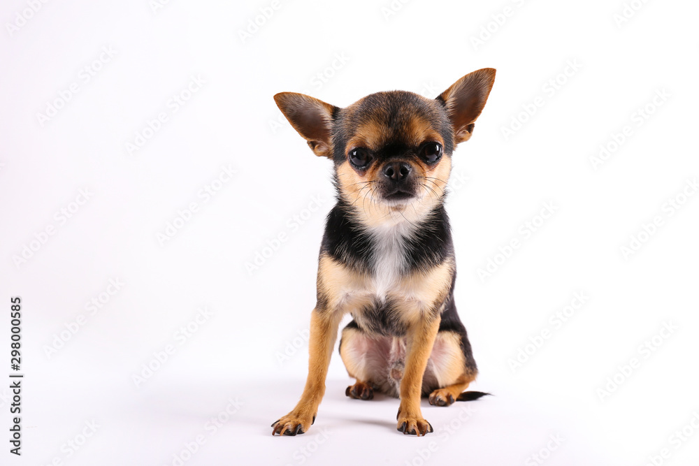 Studio shot of mini chihuahua with big ears & bulging eyes sitting over isolated background. Portrait of short-haired black white and brown miniature doggy. Close up, copy space.