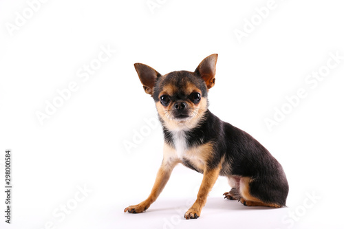 Fototapeta Naklejka Na Ścianę i Meble -  Studio shot of mini chihuahua with big ears & bulging eyes sitting over isolated background. Portrait of short-haired black white and brown miniature doggy. Close up, copy space.