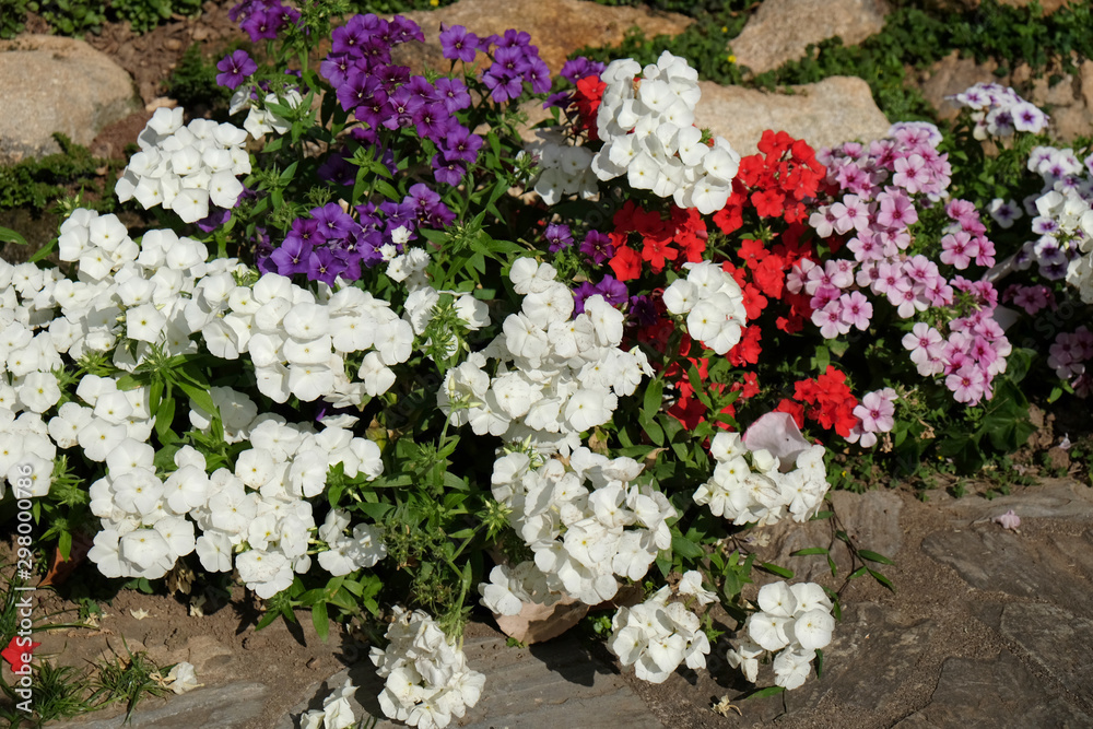 Naklejka premium Beautiful flower nature background. blooming in the garden