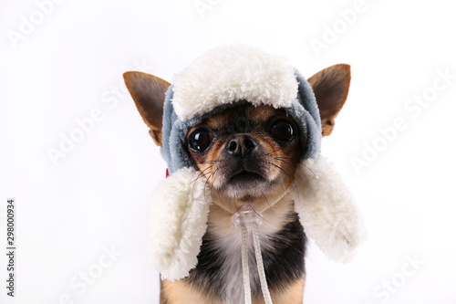 Studio shot of mini chihuahua with big ears & bulging eyes sitting over isolated background. Short-haired black white and brown miniature doggy wearing Christmas themed clothing. Close up, copy space.