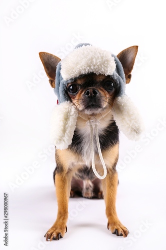 Studio shot of mini chihuahua with big ears & bulging eyes sitting over isolated background. Short-haired black white and brown miniature doggy wearing Christmas themed clothing. Close up, copy space.