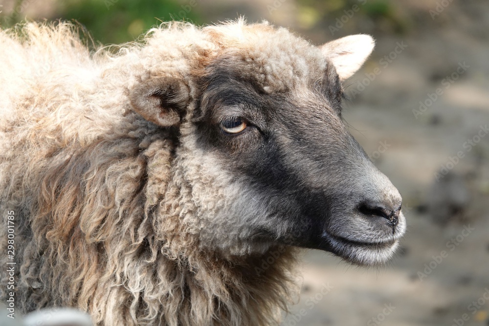 Schaf, Tier, Bauernhof, Wolle, Schafswolle, Tierportrait, Gesicht, Nahaufnahme, Natur, Tier, Vieh, Säugetier, einheimisch bäuerlich Schaf, Tier, Bauernhof, Wolle, Schafswolle, Tierportrait, Gesicht, Nahaufnahme, Natur, Tier, Vieh, Säugetier, einheimisch bäuerlich