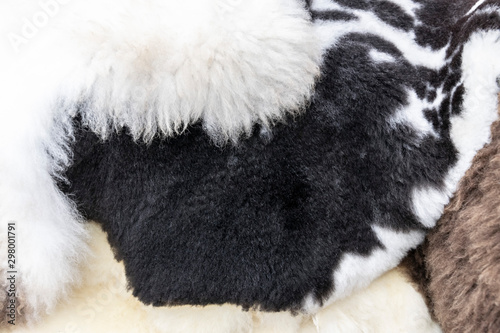 Sheep fur of different textures and different colors. Beige and black - white sheep fur.