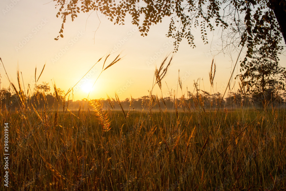 Fototapeta premium landscape view. beautiful sunrise on rice field in morning