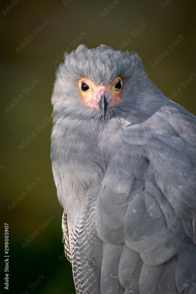 Fototapeta premium A close up three quarter length portrait of an african harrier hawk, perched and looking forward towards the camera