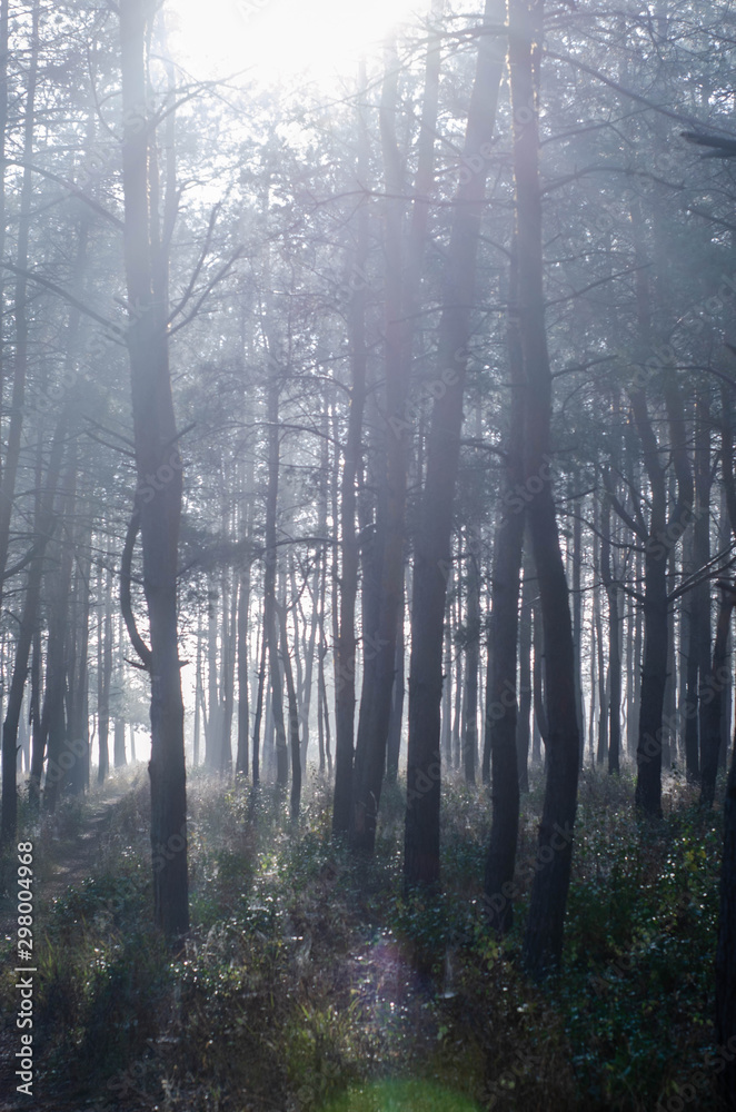 Fototapeta premium pine tree forest in a sunny morning / evening with fog, mystery dark woods