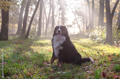 bernese mountain dog walk in the forest, happy dog head in an autumn sunny day in a woods