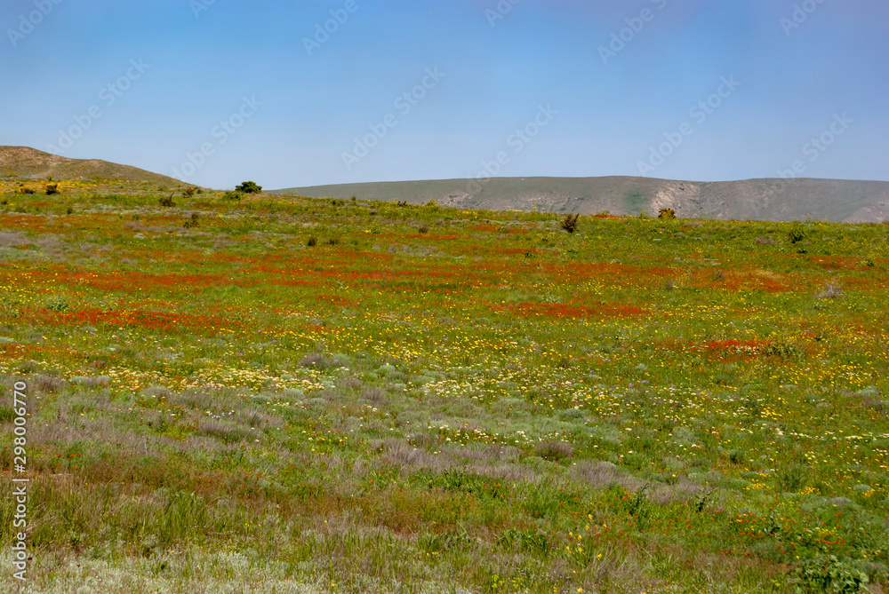 Fototapeta premium Crimean steppe. Spring.