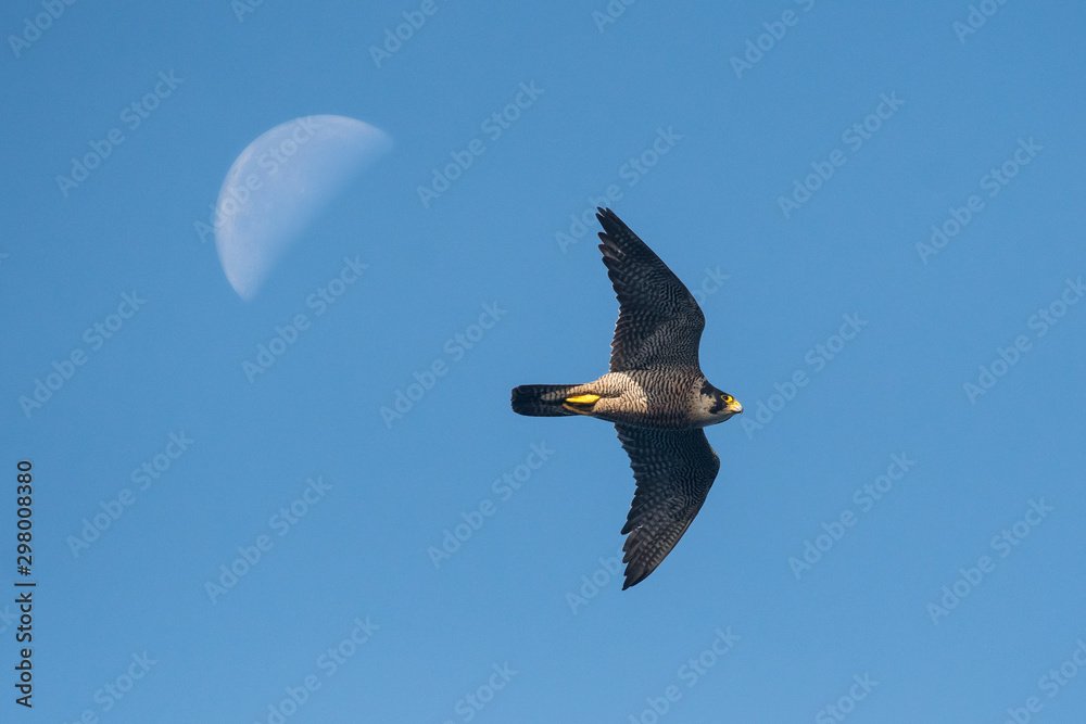falco