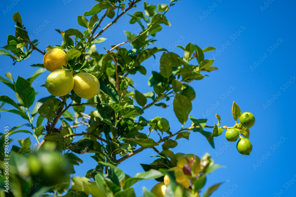 View on fresh yellow lemons  hanging from branch with green leaves. Ripe fruits in orchard. Tree with green ripe lemons in a garden on blue sky background in Catalonia, Spain.