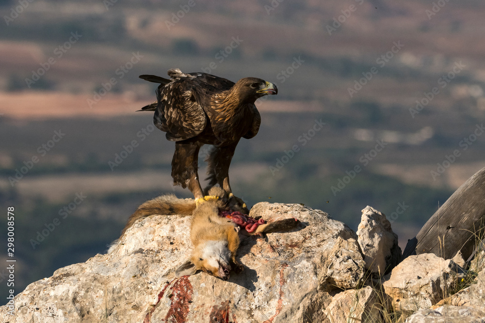 aquila reale