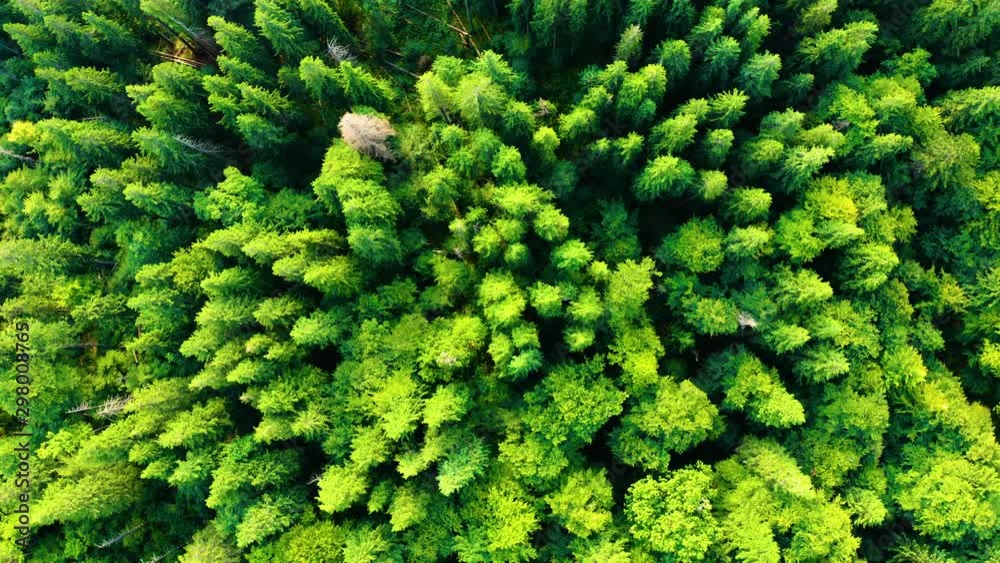 Flying above green Pine and Spruce Trees. Beautiful forest in the National Park. Nature Background. Aerial drone view Flying above green Pine and Spruce Trees. Beautiful forest in the National Park. Nature Background. Aerial drone view