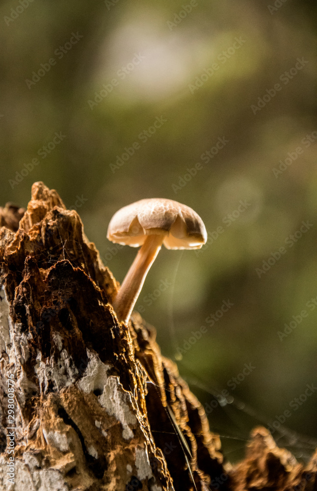 fungo