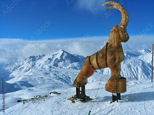 alpine ibex in snow