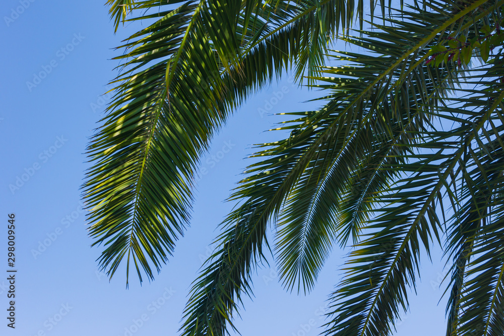 Green branches of palm trees on the background of  blue sky - background and leisure concept