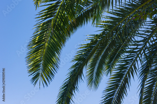 Green branches of palm trees on the background of  blue sky - background and leisure concept © IKvyatkovskaya