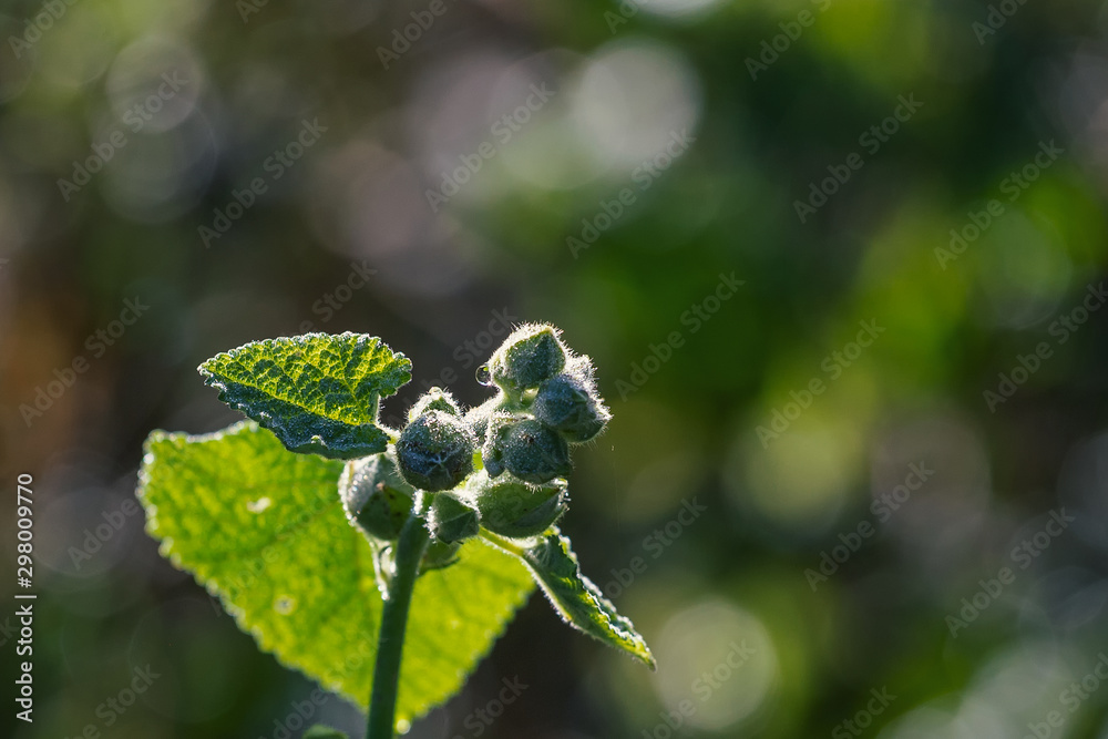Autumn in nature, plants in the natural color of paints and natural still lifes of the outgoing summer.