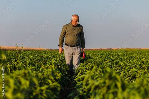 Senior farmer walking in paprika field examining vegetables.