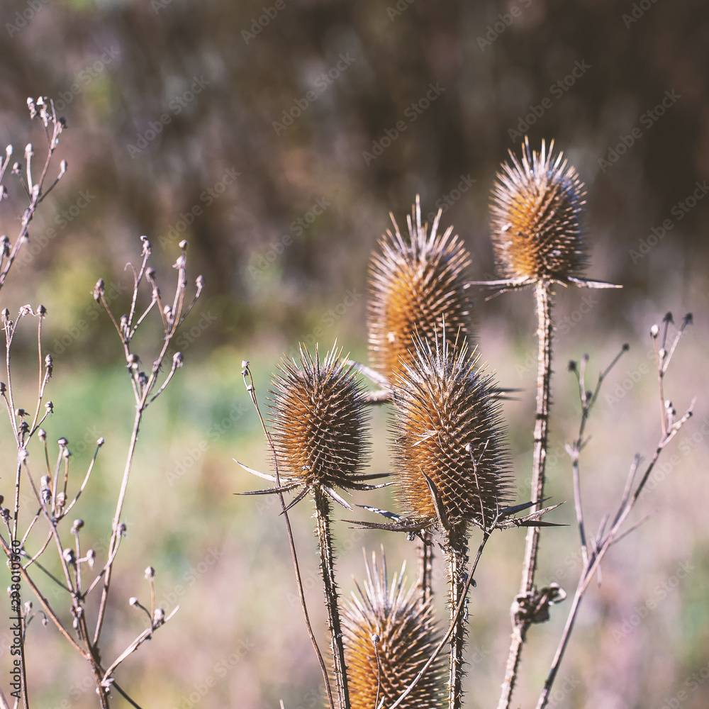 Autumn in nature, plants in the natural color of paints and natural still lifes of the outgoing summer. Autumn in nature, plants in the natural color of paints and natural still lifes of the outgoing summer.