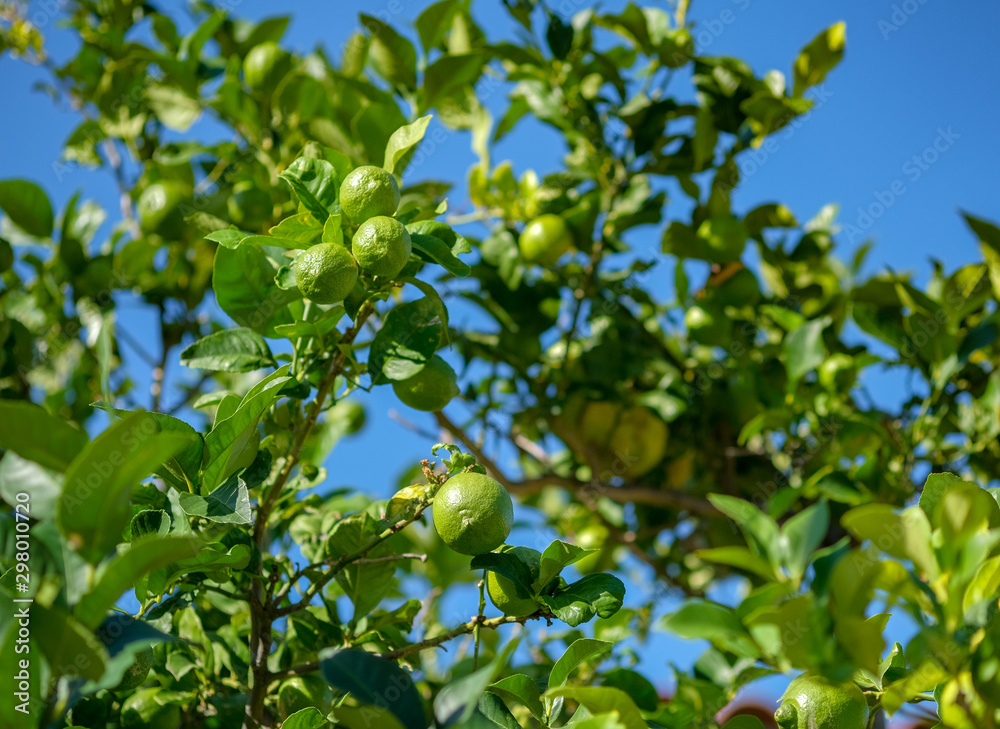 View on tree with fresh green lemons hanging from branch with green leaves. Ripe fruits in orchard. Selective focus. Tree with green not ripe lemons in a garden on blue sky background in Catalonia.