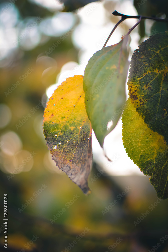 autumn leaves