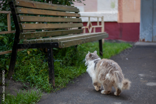 The cat walks near the house. Fluffy cat on the street.