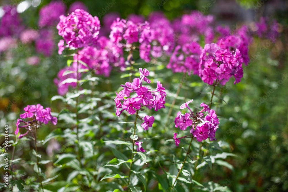 Purple flowers in the garden. Natural background of flowers in natural light. Purple flowers in the garden. Natural background of flowers in natural light.