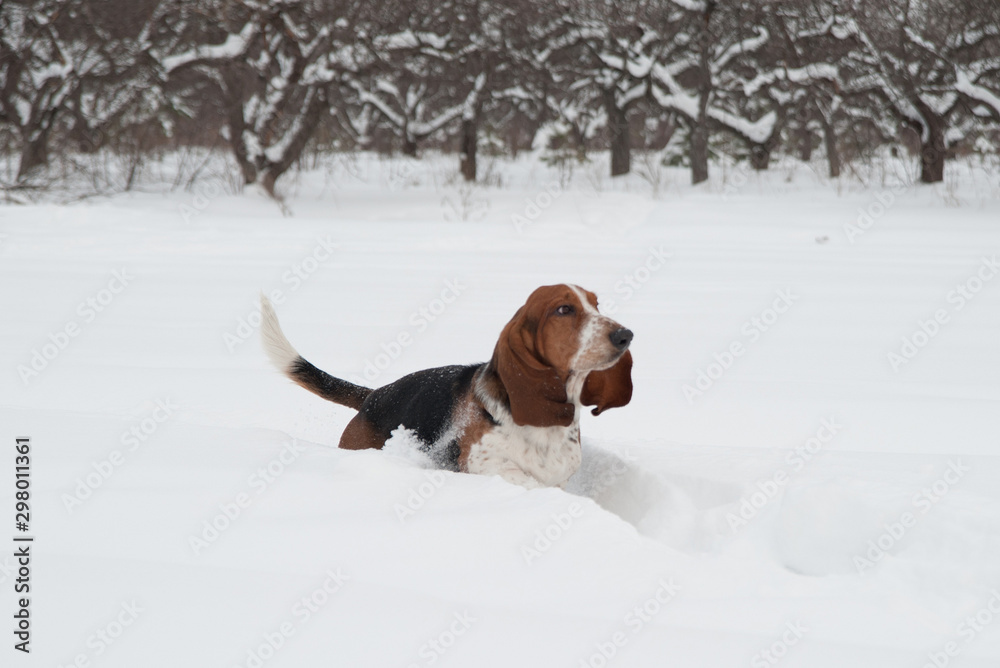 Funny young basset hound runs and plays in deep snow Funny young basset hound runs and plays in deep snow