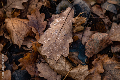 autumn leaves on the ground