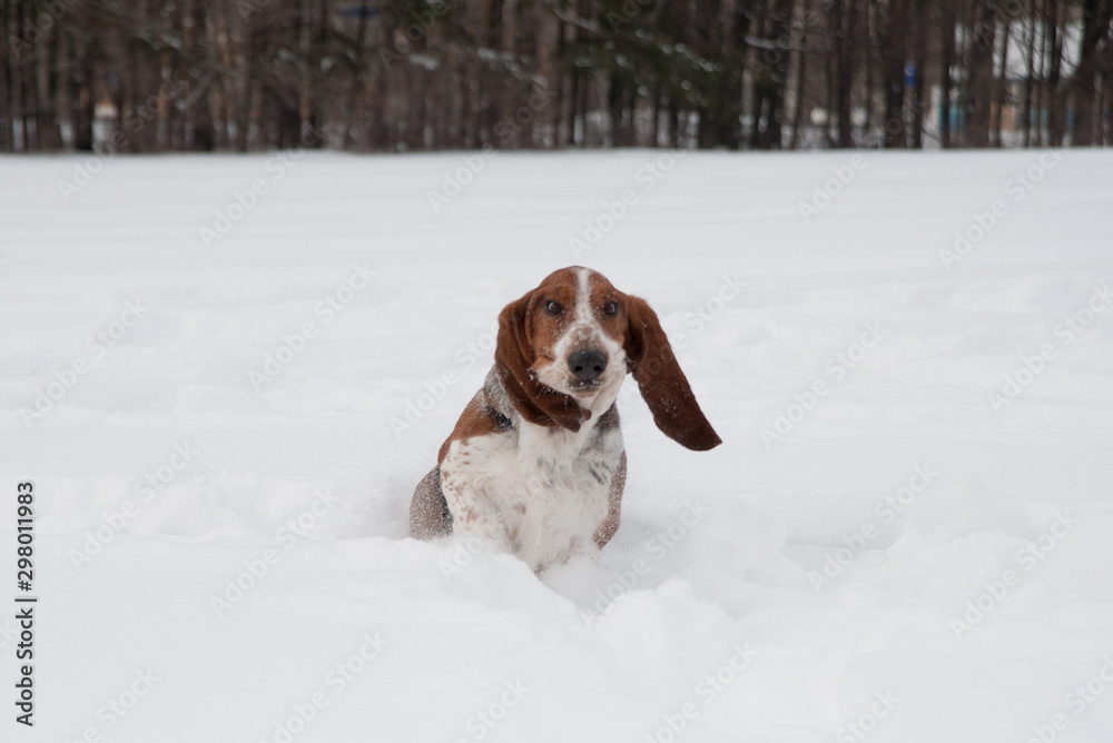 Funny young basset hound runs and plays in deep snow Funny young basset hound runs and plays in deep snow
