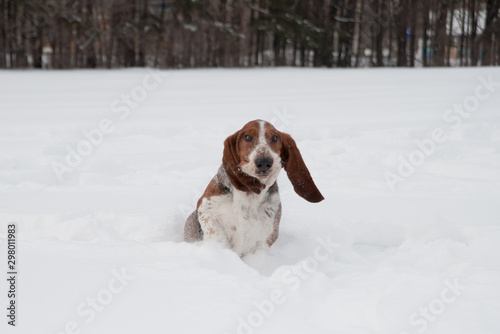 Fototapeta Naklejka Na Ścianę i Meble -  Funny young basset hound runs and plays in deep snow