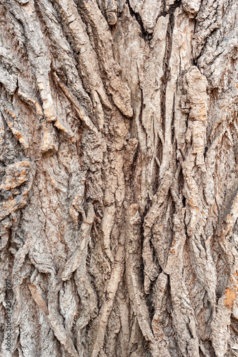 Bark of tree. Coarse rough bark of a tree background.