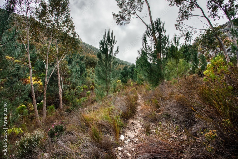 Path in the mountains surrounded by Fynbos