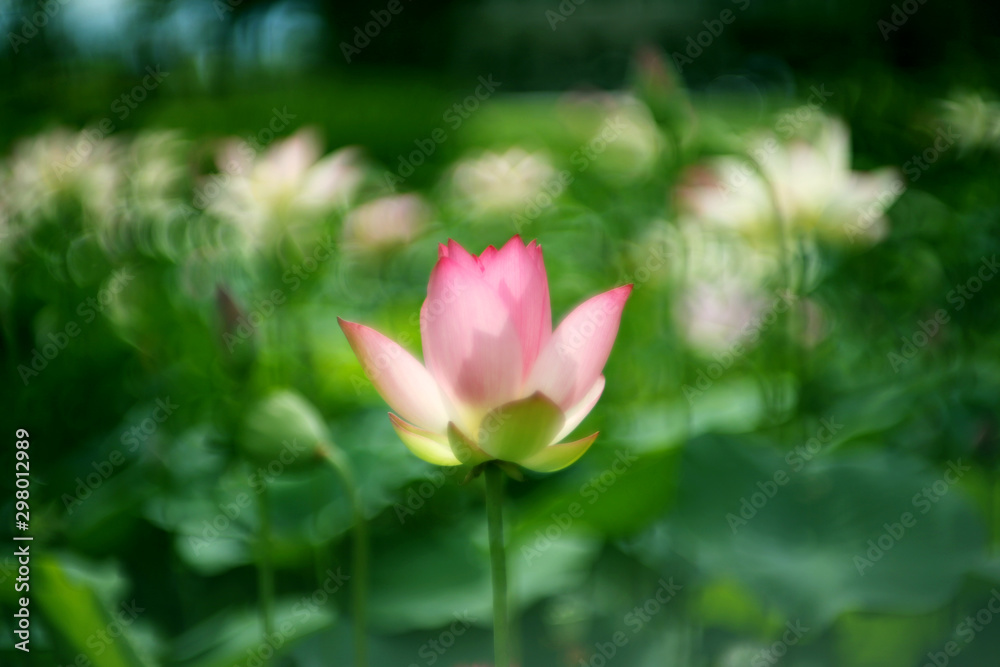 Outstanding pink lotus in the pond