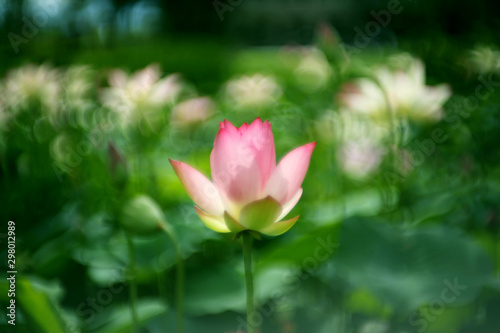 Outstanding pink lotus in the pond