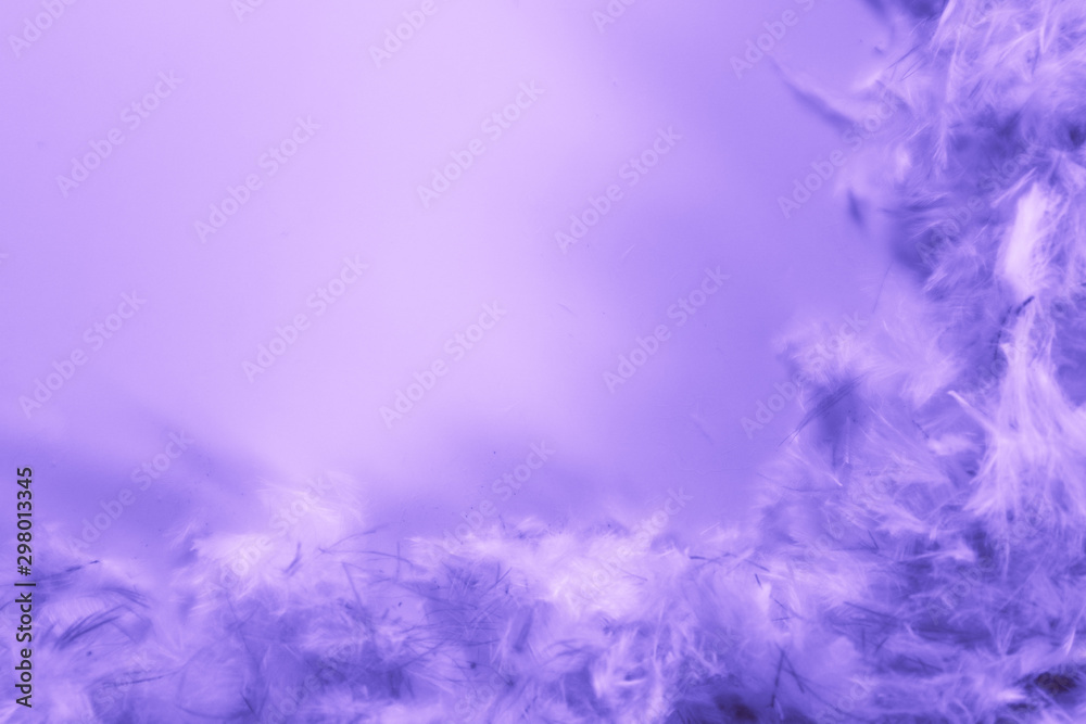 Beautiful abstract blue and purple feathers frame on darkness background and colorful soft white pink feather portrait frame texture