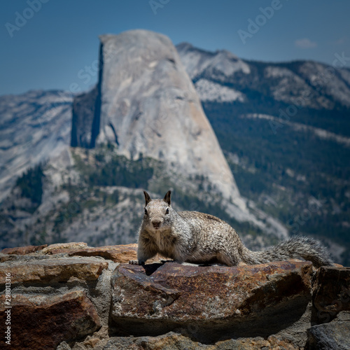 Half Dome and a squirrel