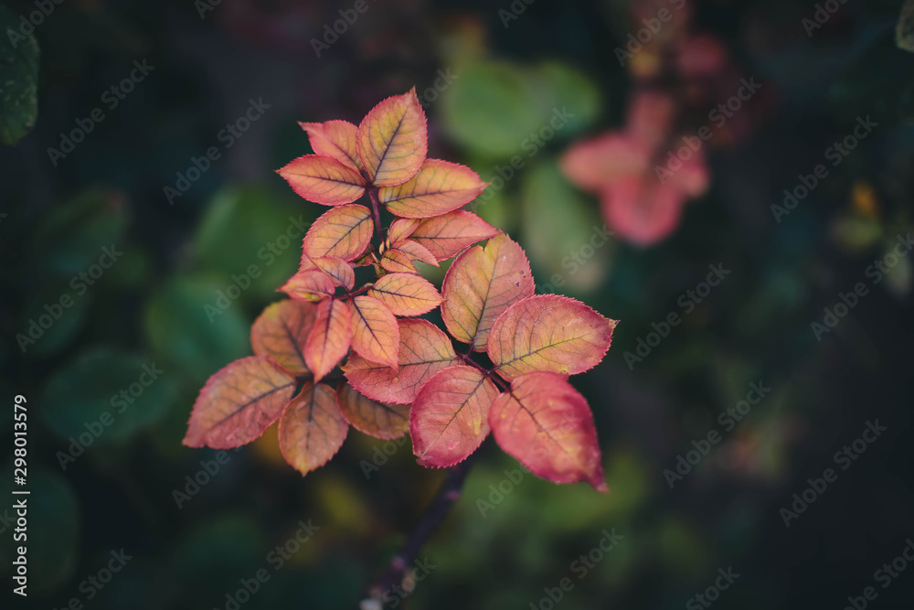 autumn leaves