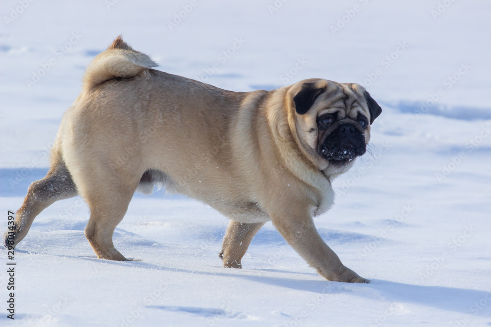 pug puppy run in snow field. winter dog,