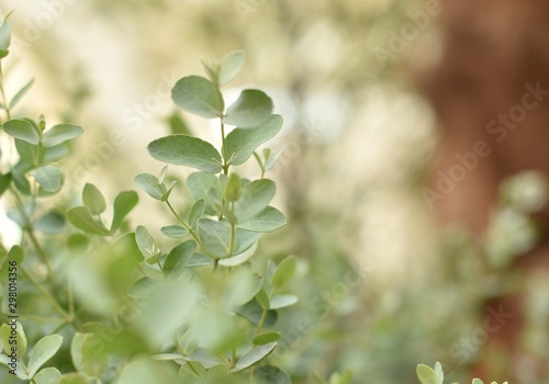 Selective focus view of Eucalyptus leaves. Blurred background.