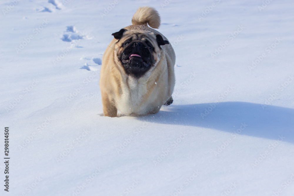 pug puppy run in snow field. winter dog,