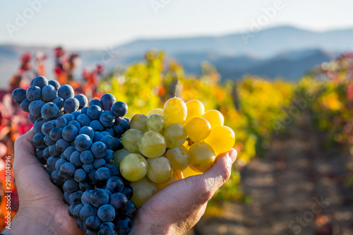 Ripe grapes