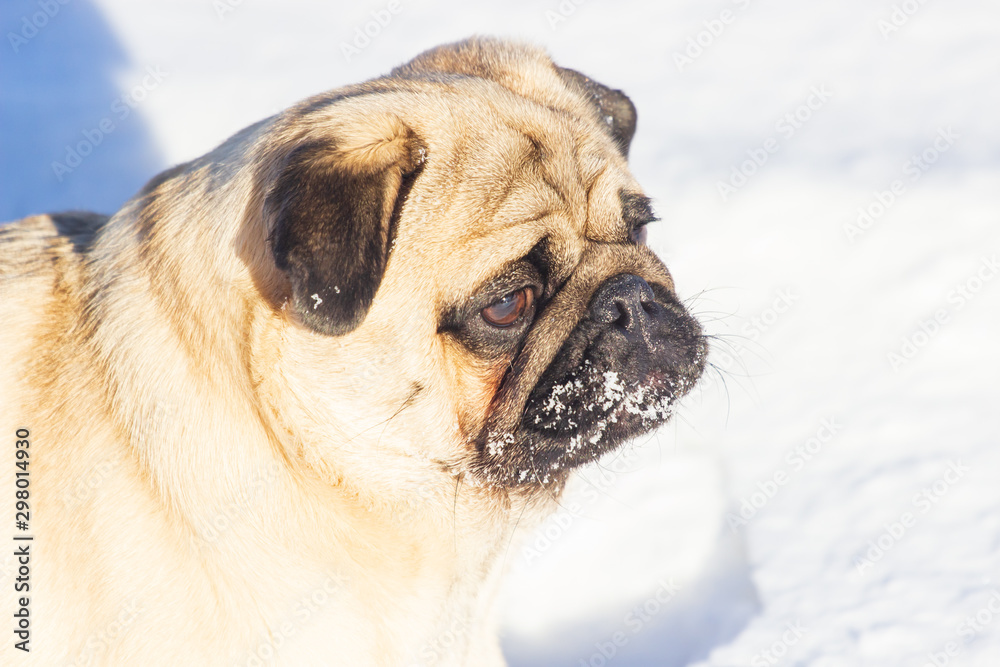 Obraz premium pug puppy run in snow field. winter dog,