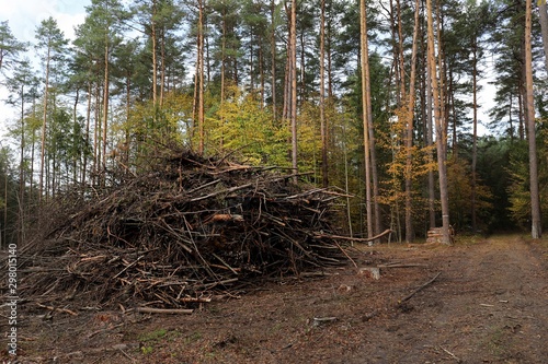 Fototapeta Naklejka Na Ścianę i Meble -  wycinka w lesie, jesień 