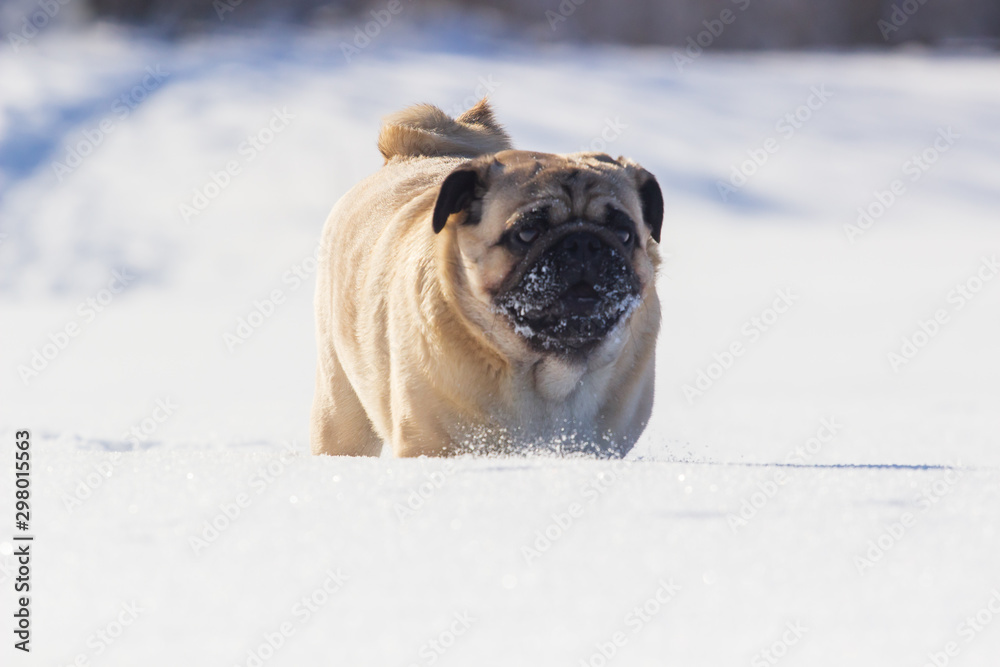 pug puppy run in snow field. winter dog, pug puppy run in snow field. winter dog,