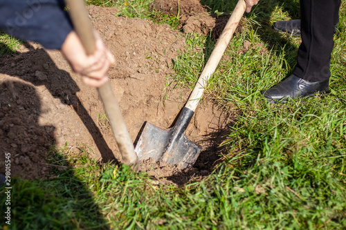Gardener dripping a shovel pit for a tree. The soil is dug up for a seedling. A metal shovel is an important tool for a gardener.