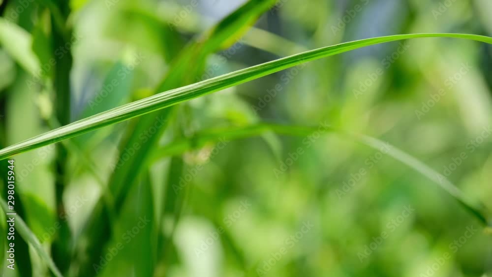 Lathrecista asiatica Red dragonfly resting on a grass